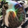 livdumont